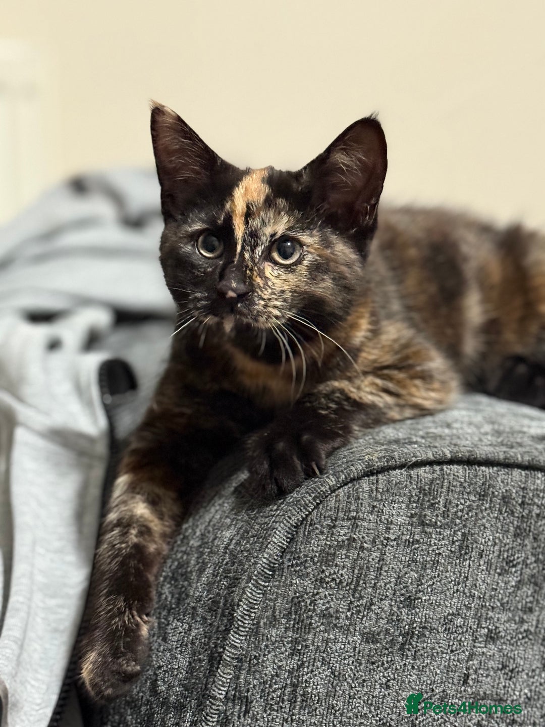 Mixed Breed cats for sale: Beautiful Persian x Russian blue kitten - Advert 1