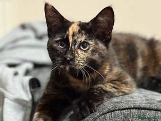 Mixed Breed cats - Advert 9