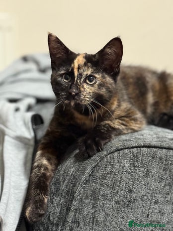 Mixed Breed cats - Advert 7