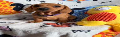 Miniature Dachshund 2
