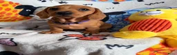 Miniature Dachshund dogs for sale: KC Mini Dachshund.  - Advert 10