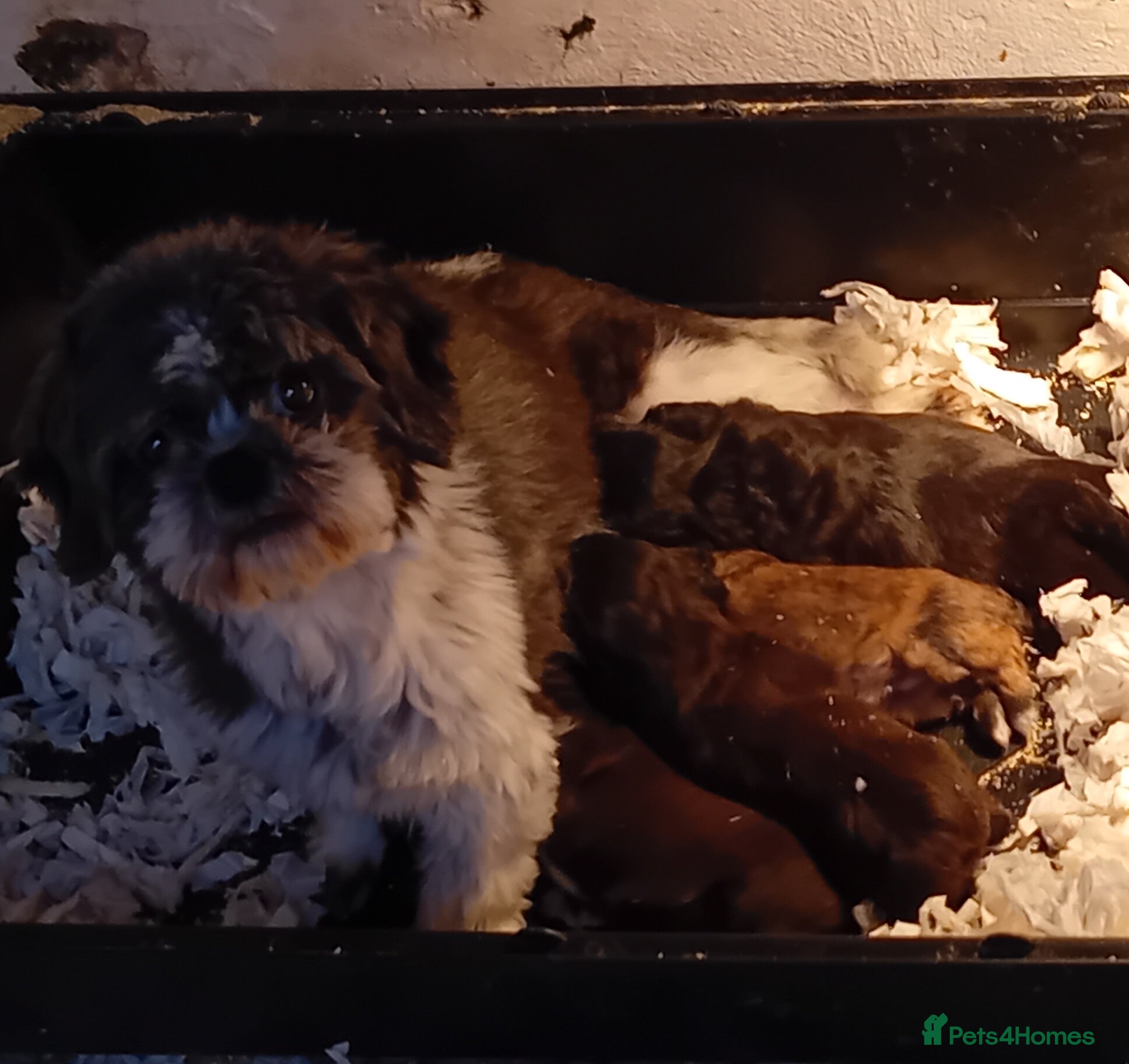 Shihpoo dogs Shihpoo pups, Aberdeenshire  - Advert 11