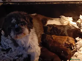 Shihpoo dogs Shihpoo pups, Aberdeenshire - Advert 11