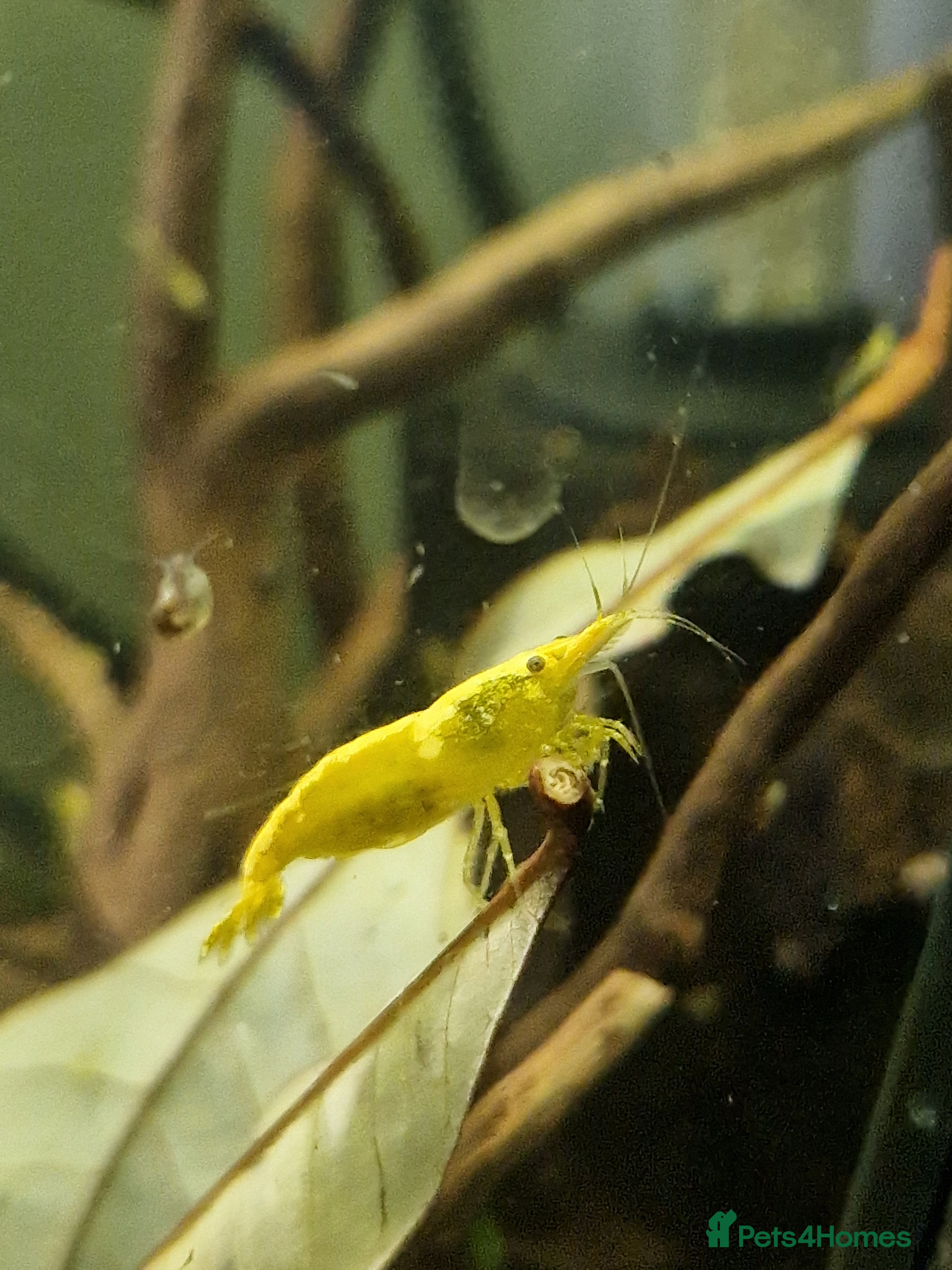 Shrimps fish Neocaridina Shrimp, Cherry Shrimp, Yellow Goldback - Advert 1