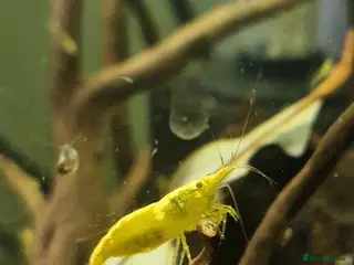Shrimps fish Neocaridina Shrimp, Cherry Shrimp, Yellow Goldback - Advert 1