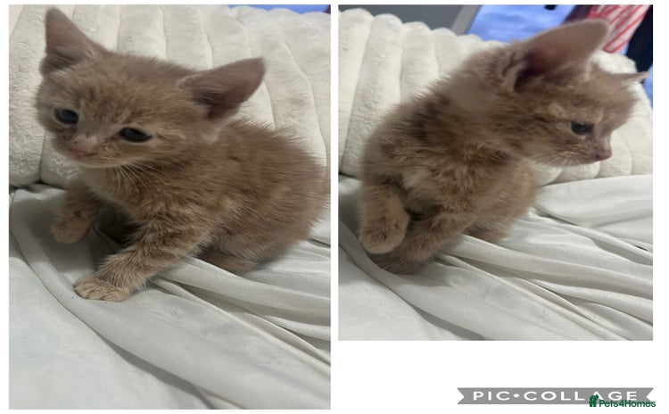 British Shorthair cats - Advert 7