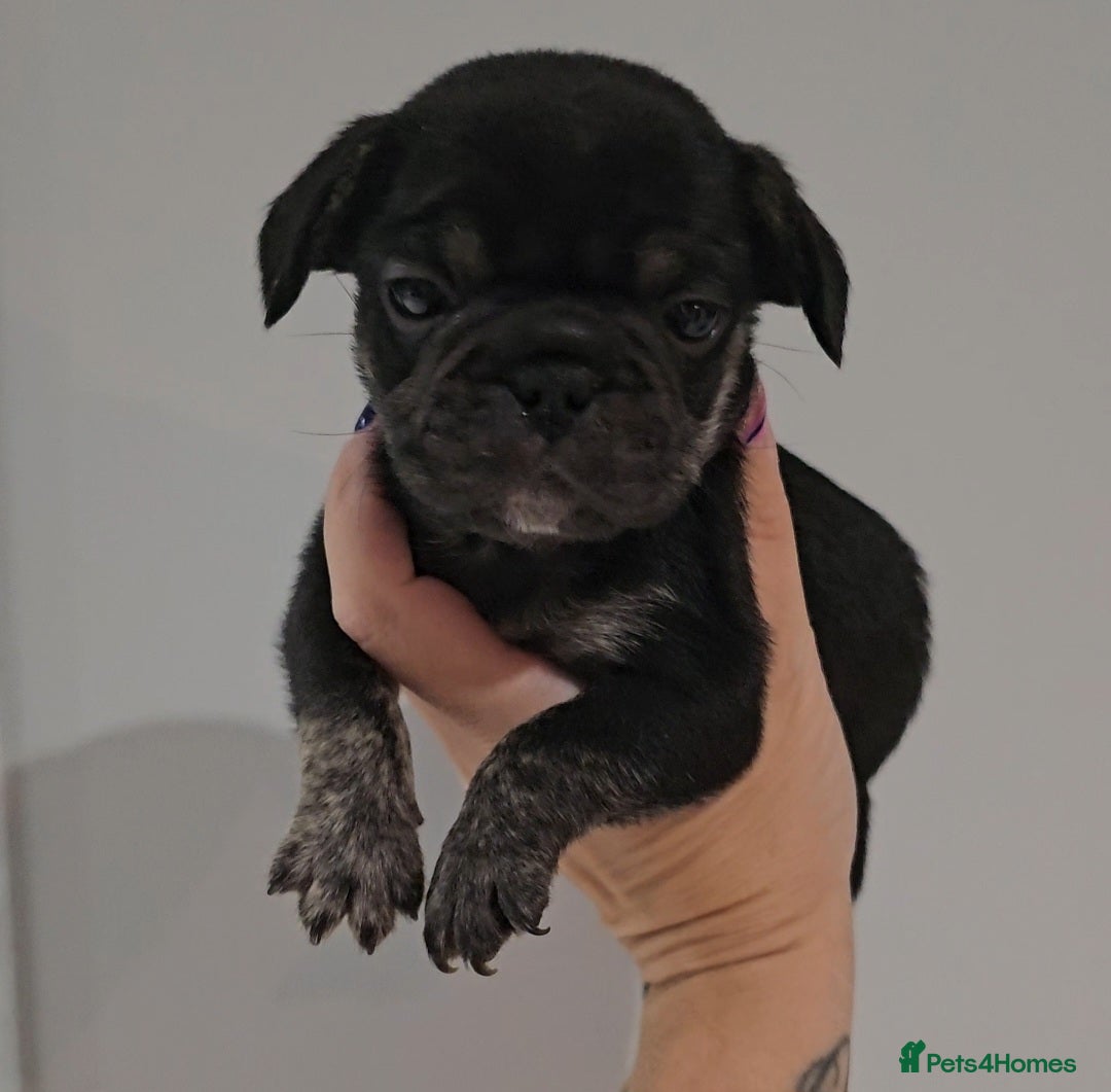 Frug dogs for sale: Last Black & Tan Frug Boy 🥰 - Image 5