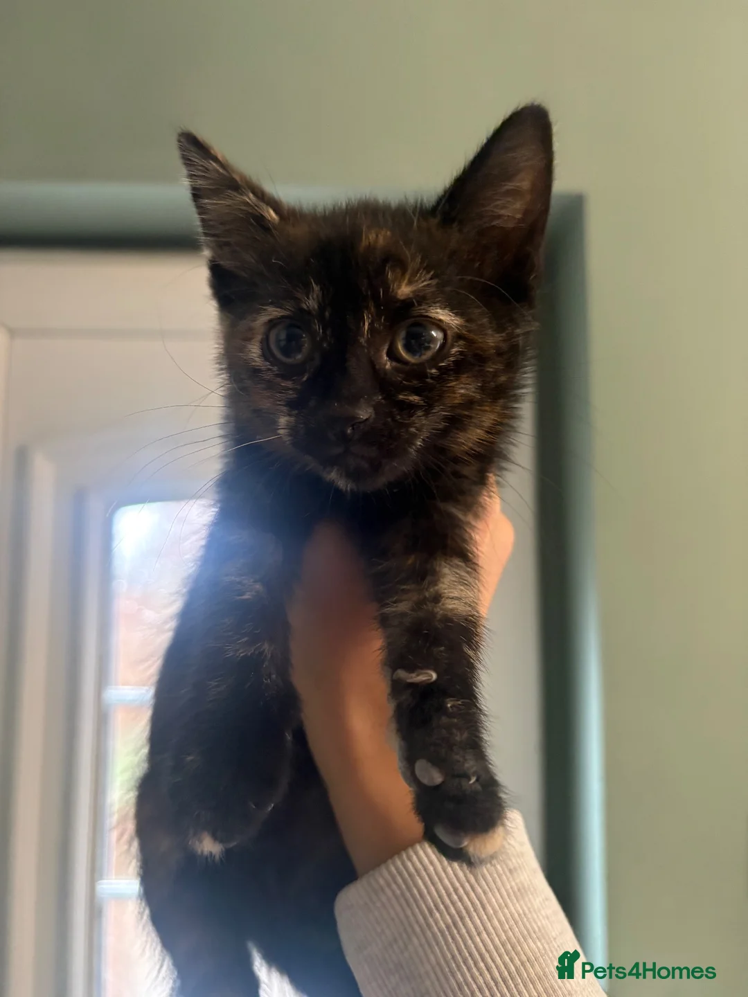 Domestic Shorthair cats for sale: Kittens  in Goole - Advert 2
