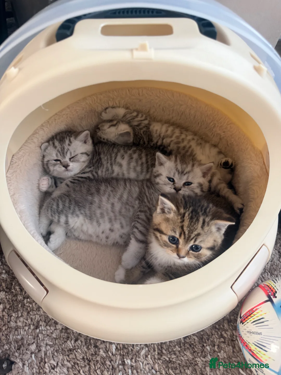 British Shorthair cats for sale: British shorthair kittens  in London - Advert 1