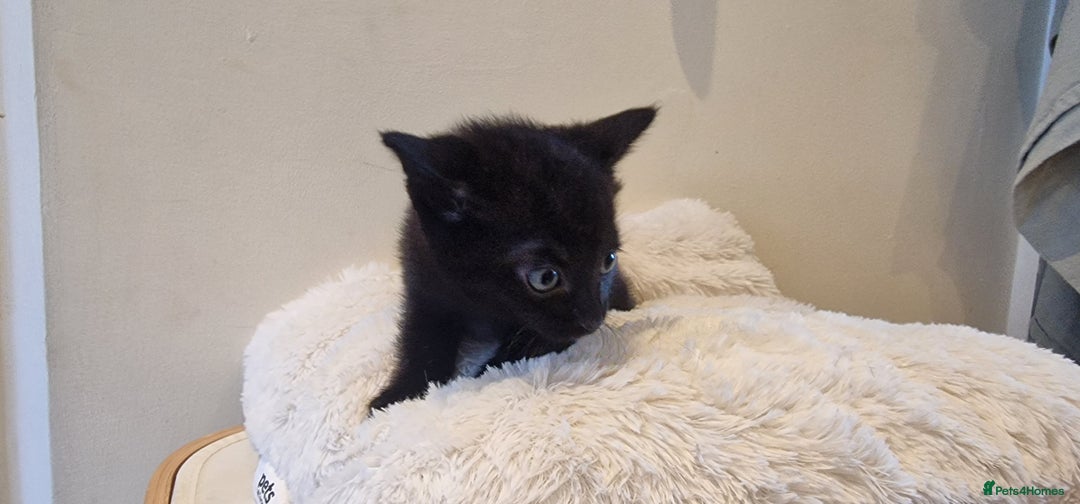 Domestic Shorthair cats for sale: Beautiful cat  - Image 2