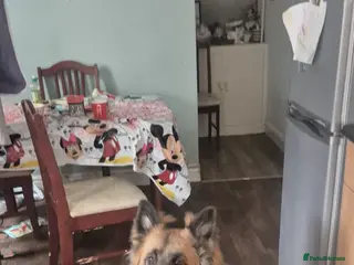 Mixed Breed dogs FREE TO A GOOD HOME - Advert 1