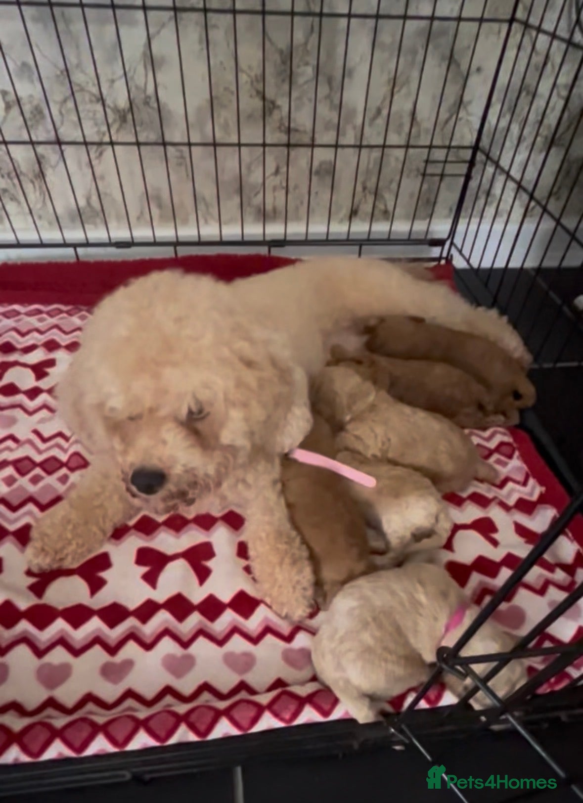 Poochon dogs Toy poochon - Advert 18