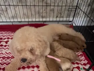 Poochon dogs Toy poochon - Advert 18