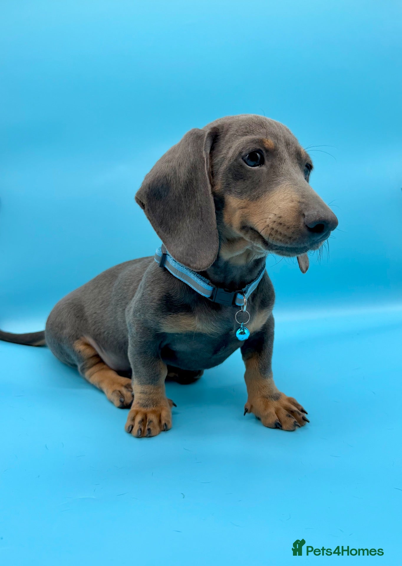 Miniature Dachshund dogs Miniature dachshund puppies  - Advert 9