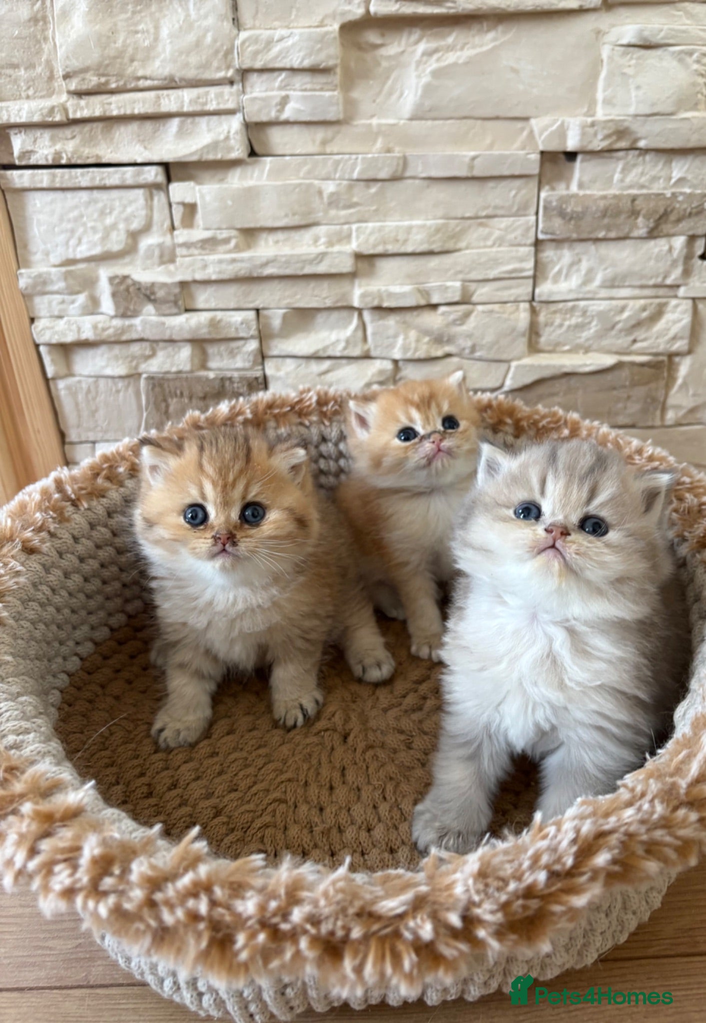 British Shorthair cats BEAUTIFUL GOLDEN BSH KITTENS AVAILABLE TO RESERVE - Advert 2