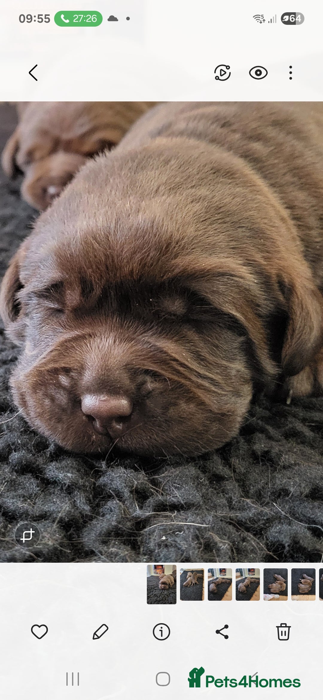Labrador Retriever dogs for sale: KC Reg Chocolate Labrador puppies - Image 3