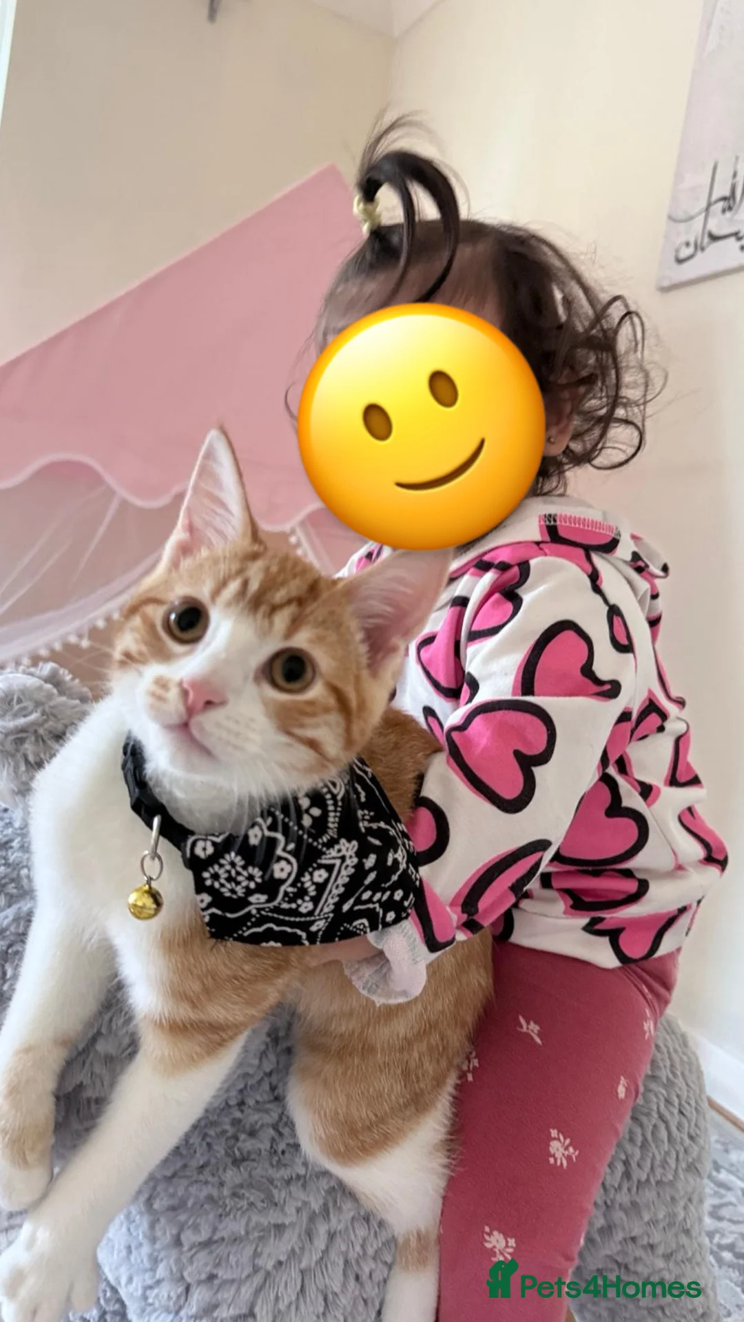 Mixed Breed cats for sale: Mixed breed cat - Advert 1