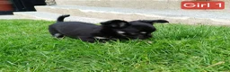 Chihuahua dogs for sale: Quality Longhair Chihuahua Puppies - Advert 27