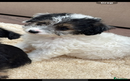 Jackapoo dogs for sale: Jackapoo puppy’s  - Image 3