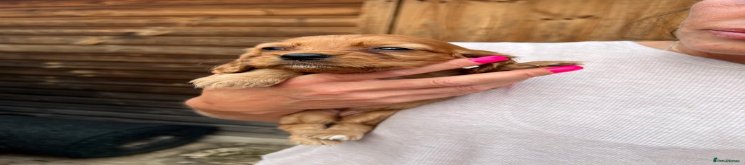 Cockalier Puppy 7