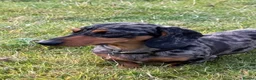 Miniature Dachshund dogs for stud: Fully health tested Stud - Lord Silvernickel Buck  - Advert 3