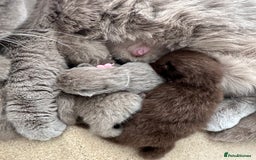British Longhair cats for sale: Ready 🐻British Longhair chunky kittens💎🧸 - Image 20