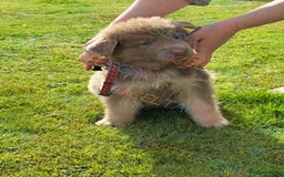 German Shepherd dogs for sale: Reduced Kcreg Isabella German shepherd pups  - Image 3