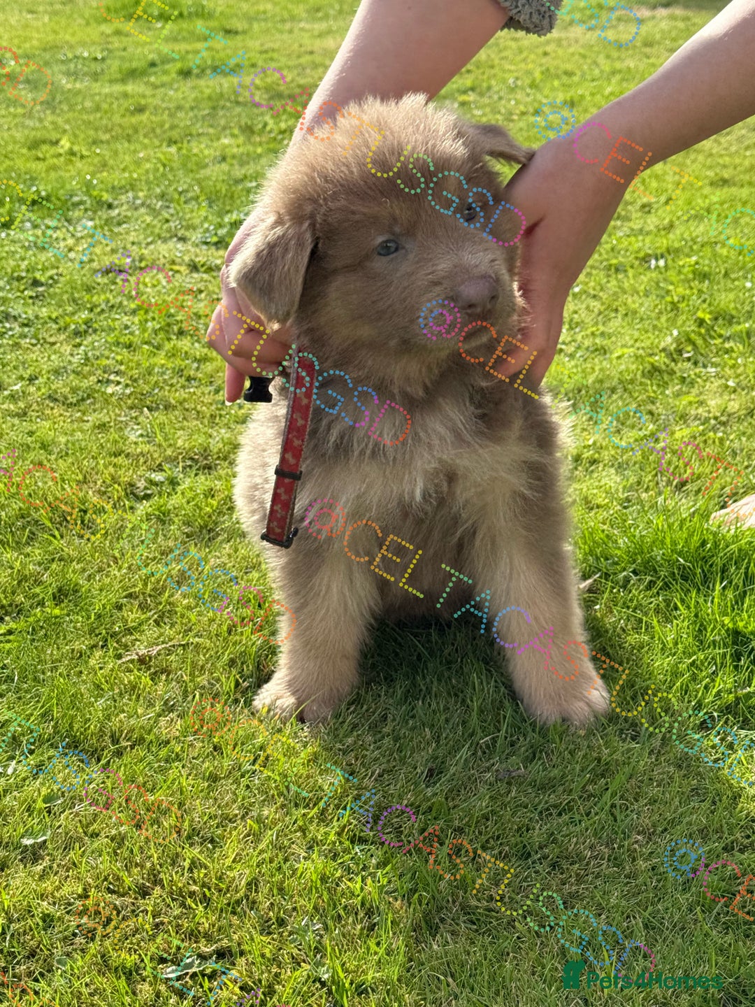 German Shepherd dogs for sale: Reduced Kcreg Isabella German shepherd pups  - Image 3
