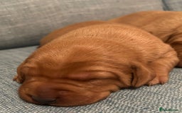 Labrador Retriever dogs for sale: Fox Red, Health Tested, KC Reg Lab Puppies - Advert 6