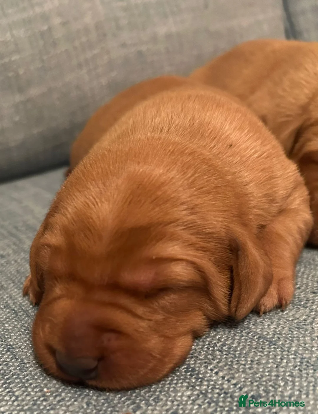 Labrador Retriever dogs for sale: Fox Red KC Reg Fox Red Lab, M&D hip & elbow scored - Advert 17