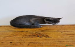 British Shorthair cats for sale: REDUCED LAST 4 REMAINING! TICA BRITISH SHORTHAIRS - Image 5