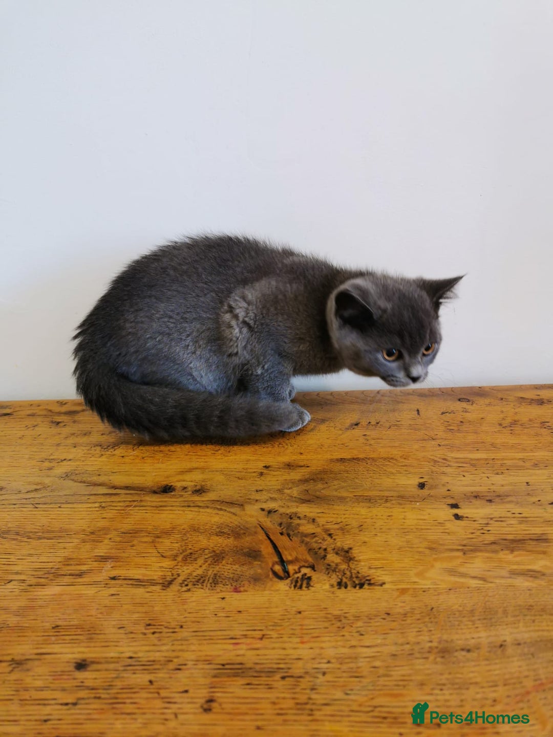 British Shorthair cats for sale: REDUCED LAST 4 REMAINING! TICA BRITISH SHORTHAIRS - Image 5