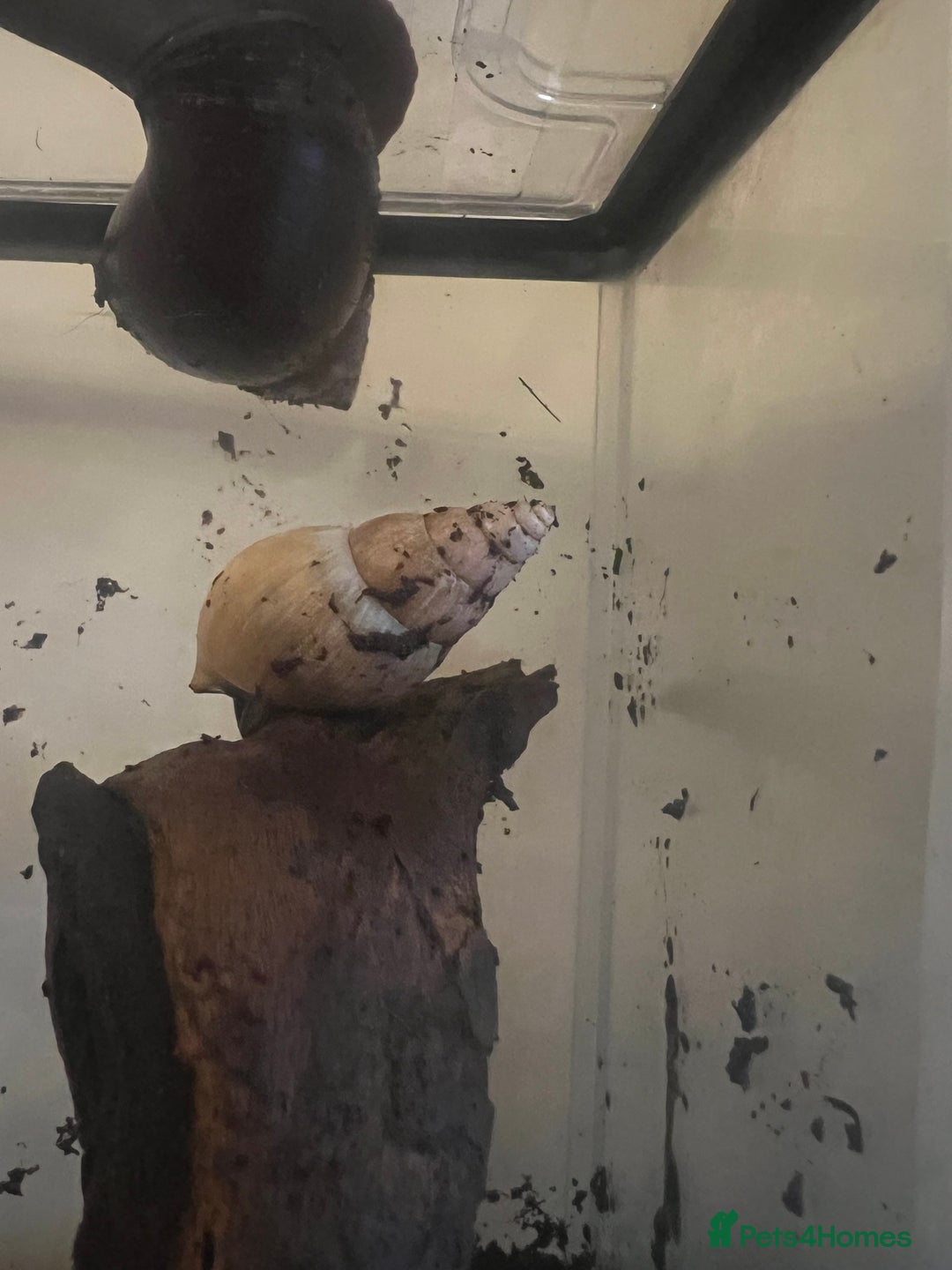 Snails invertebrates for sale: Giant African Land Snails - Image 11