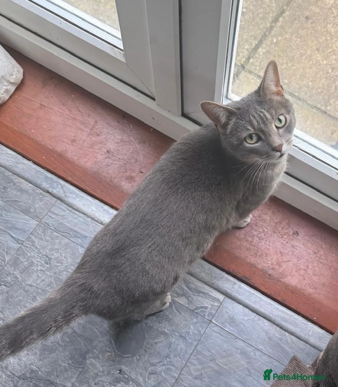 British Shorthair cats for sale: Beautiful cats needing loving home  - Advert 1