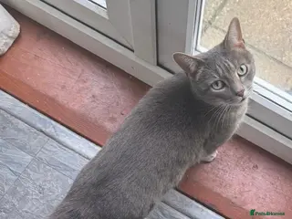 British Shorthair cats Beautiful cats needing loving home - Advert 2