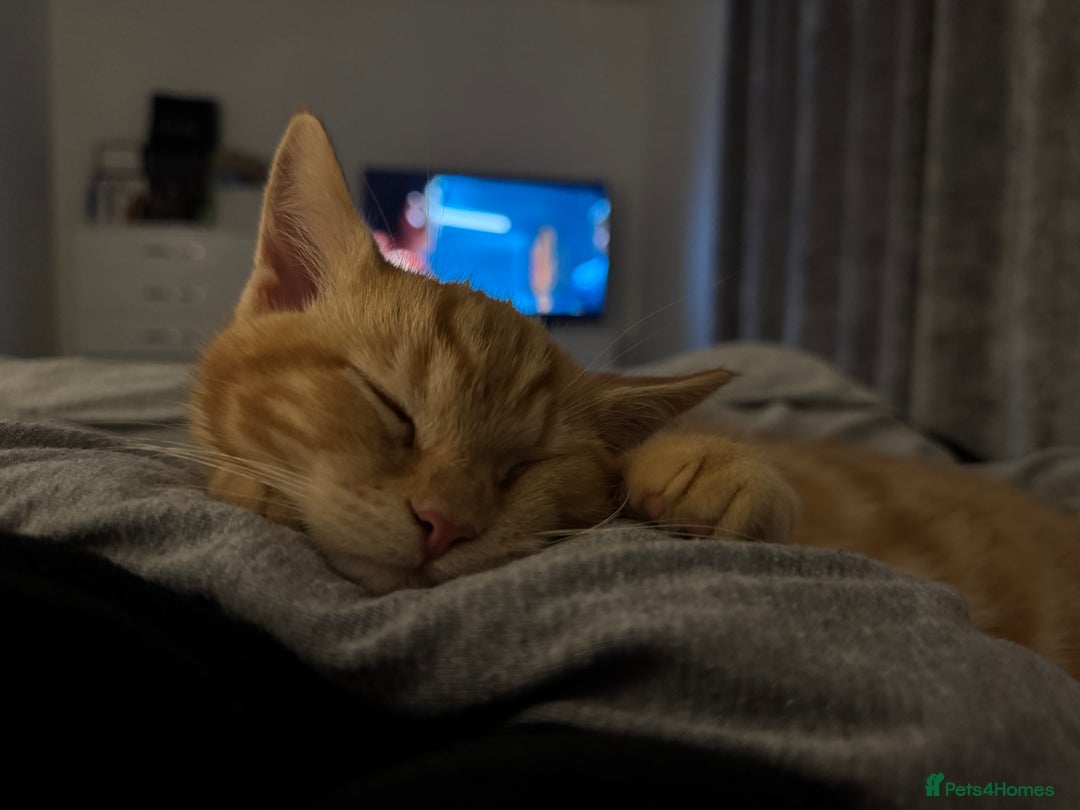 Bengal cats for sale: Gorgeous ginger boy  - Advert 6