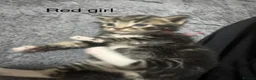 Mixed Breed cats for sale: Gorgeous kittens looking for new homes  - Advert 3