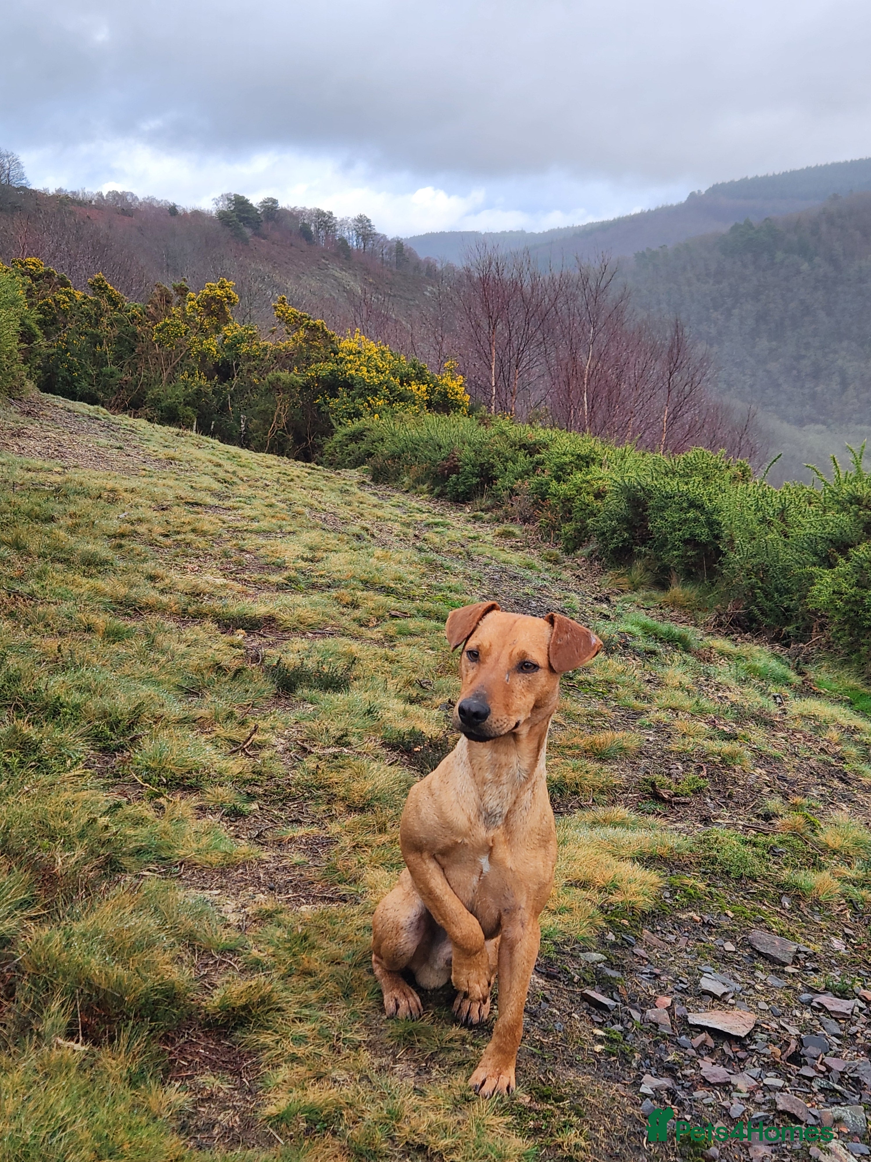 Patterdale Terrier dogs Outstanding Red Grizzle-Patterdale Stud - Advert 6