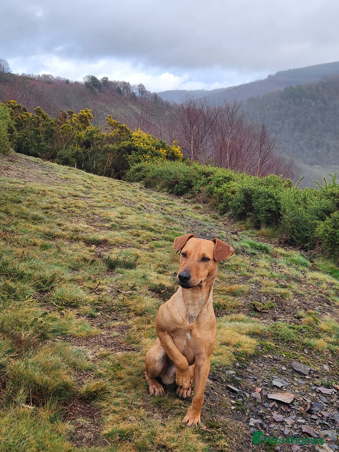 Patterdale Terrier dogs for stud: Outstanding Red Grizzle-Patterdale Stud - Advert 1