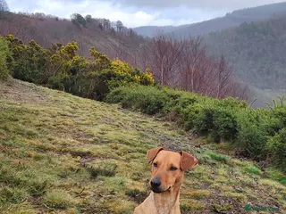 Patterdale Terrier dogs Outstanding Red Grizzle-Patterdale Stud - Advert 6