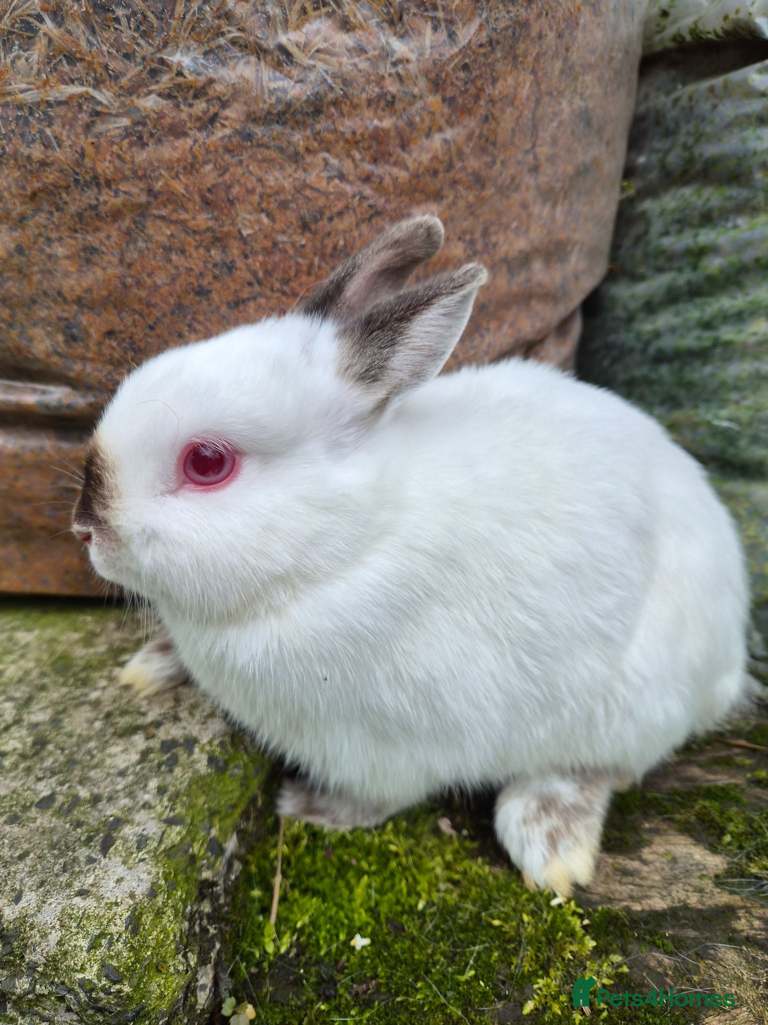 Netherland Dwarf rabbits 3 young Netherland dwarf rabbits for sale £50 - Advert 1
