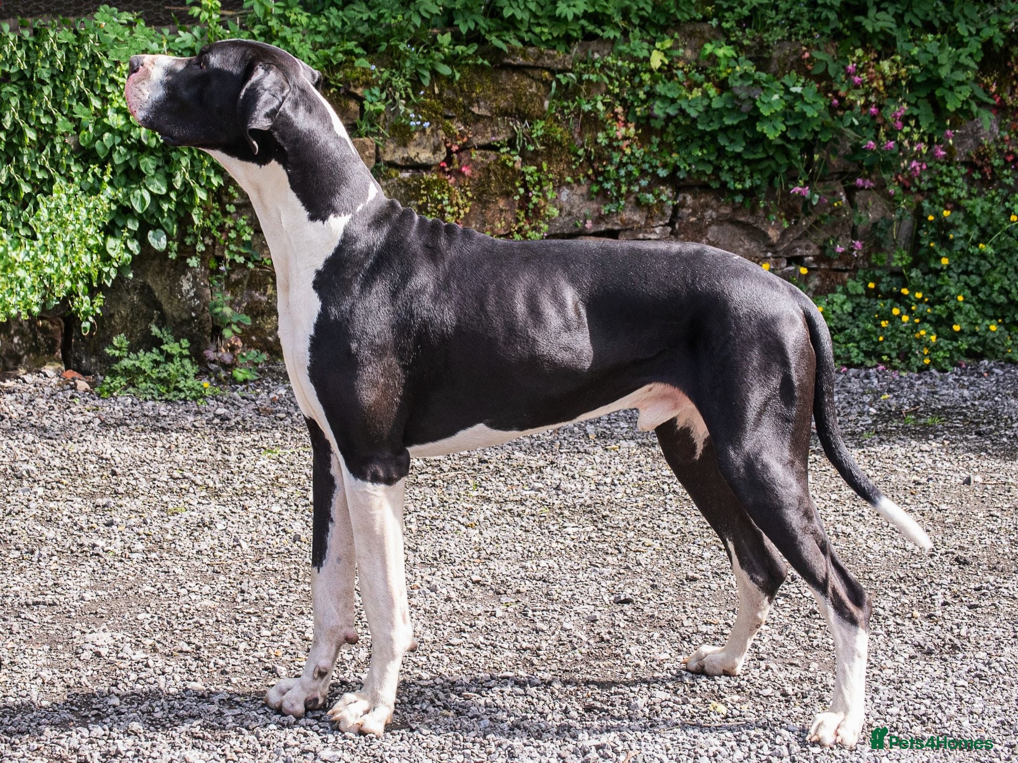 Great Dane dogs Stunning Proven Extensively Health Tested KC Stud - Advert 6