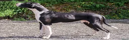 Great Dane dogs for stud: Stunning Proven Extensively Health Tested KC Stud - Advert 2