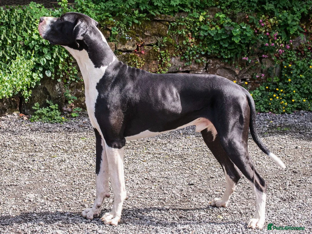 Great Dane dogs for stud: Stunning Proven Extensively Health Tested KC Stud - Advert 2