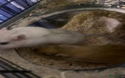Gerbil rodents for sale: 3 male gerbils - Image 16