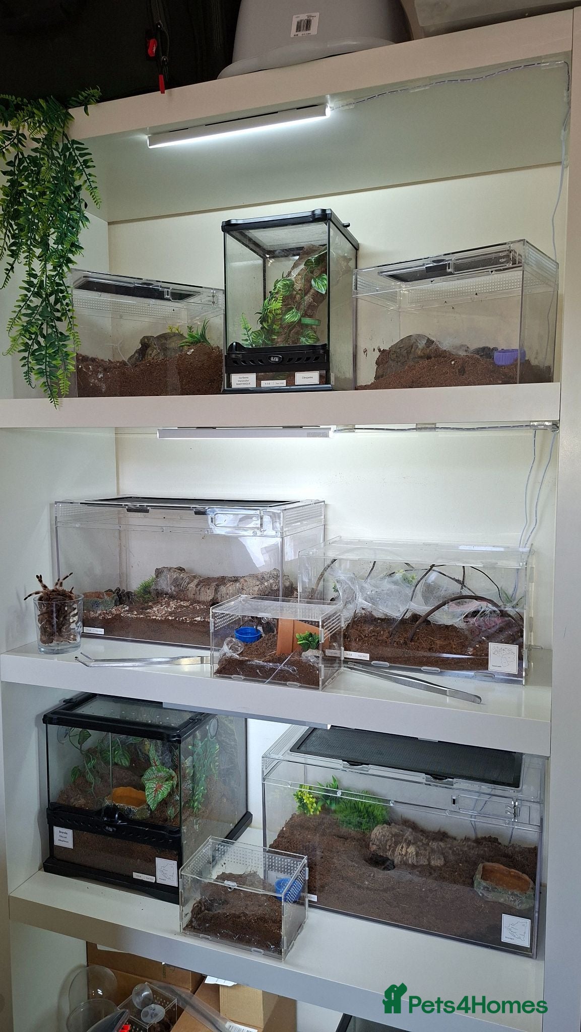 Tarantulas invertebrates Tarantula Collection  - Advert 1