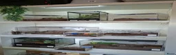 Tarantulas invertebrates for sale: Tarantula Collection  in Sturminster Newton - Advert 1