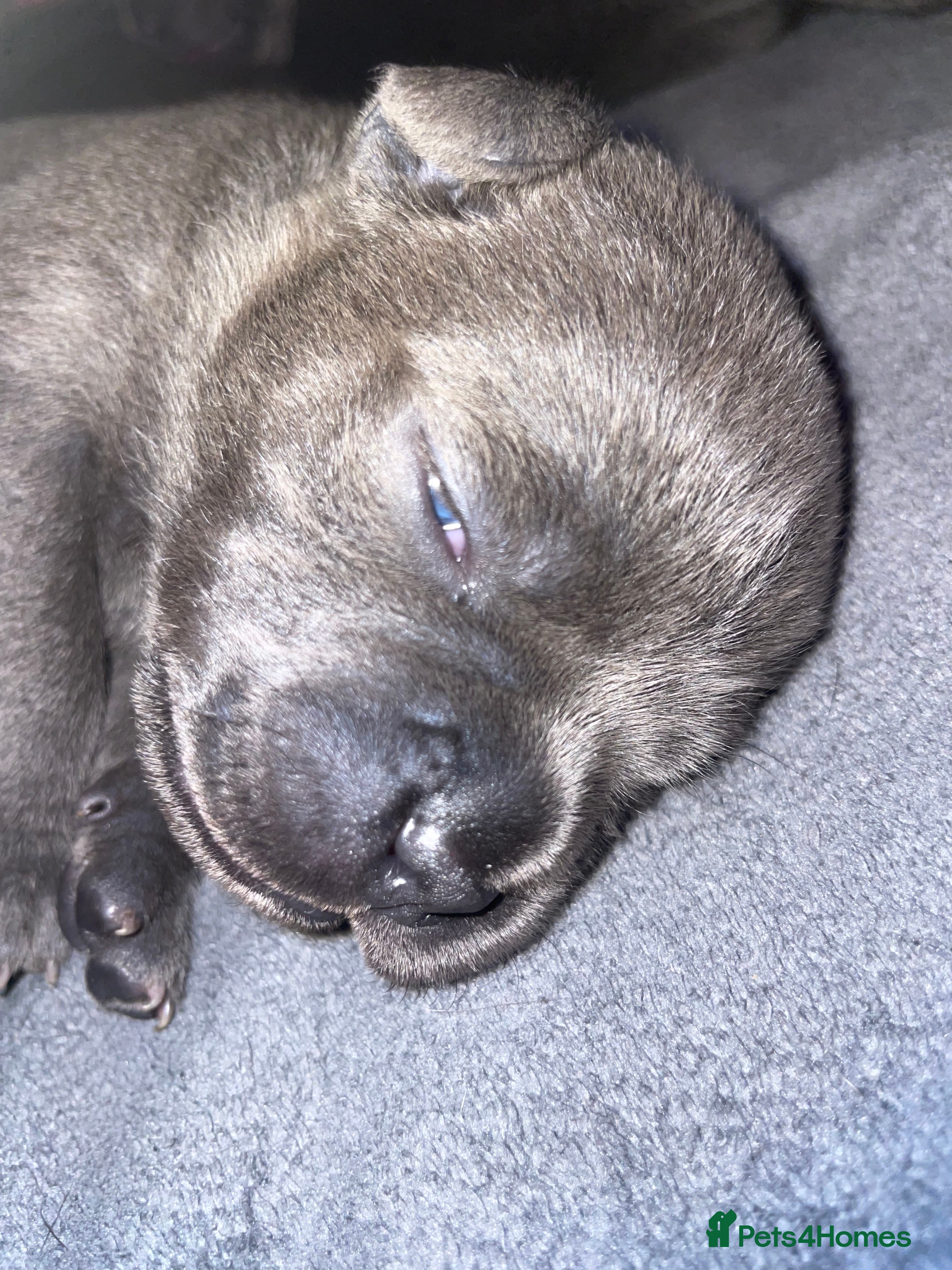 Staffordshire Bull Terrier dogs 7 beautiful KC staffy puppy’s - Advert 7