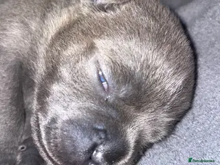 Staffordshire Bull Terrier dogs 7 beautiful KC staffy puppy’s - Advert 10