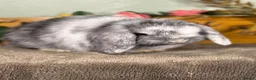 Mini Lop rabbits for sale: Lovely selection of *vaccinated* mini lop babies in Llandysul - Advert 9